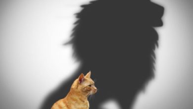 Photo of Take Dominion