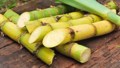 Photo of Health Benefits of Sugarcane